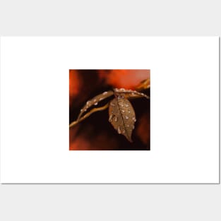 Wet Autumn Leaves Posters and Art